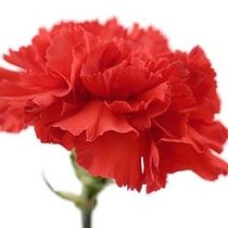 Carnation - by one
