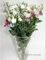 Eustoma - China Rose